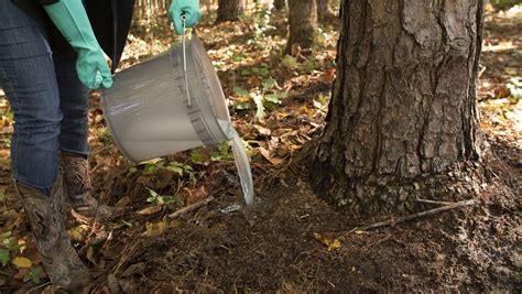 How to Apply a Systemic Insecticide Root Drench .